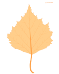 http://www.abc-color.com/image/coloring/leaves/002/birch-leaf/birch-leaf-picture-color.png
